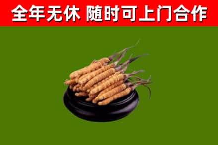 古城区回收散虫草